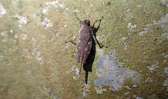 Systolederus cinereus