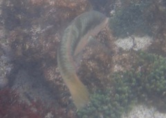 Halichoeres nicholsi