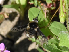 Bombylius albicapillus
