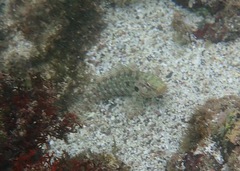 Gobioclinus dendriticus