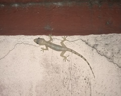 Hemidactylus mabouia