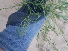Lepidium austrinum