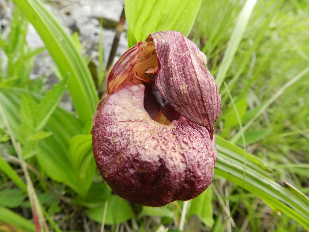 Cypripedium tibeticum