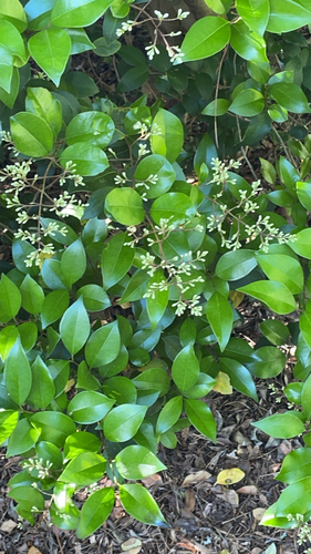 Ligustrum japonicum