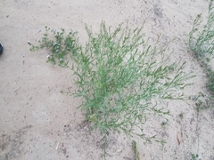 Lepidium austrinum