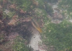 Halichoeres nicholsi