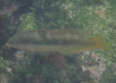 Halichoeres nicholsi