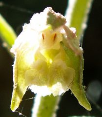 Epipactis microphylla