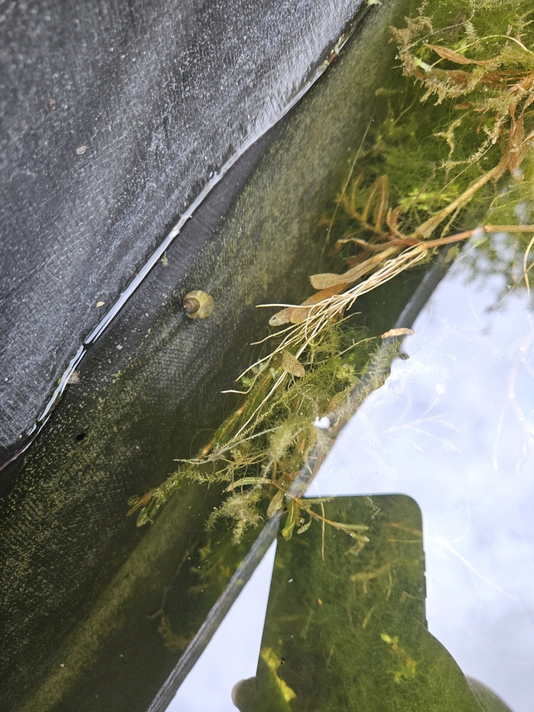 Pond Snails, Bladder Snails, and Allies from Welsh Harp Environmental ...