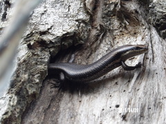 Mabuyinae