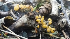 Vibrissea truncorum