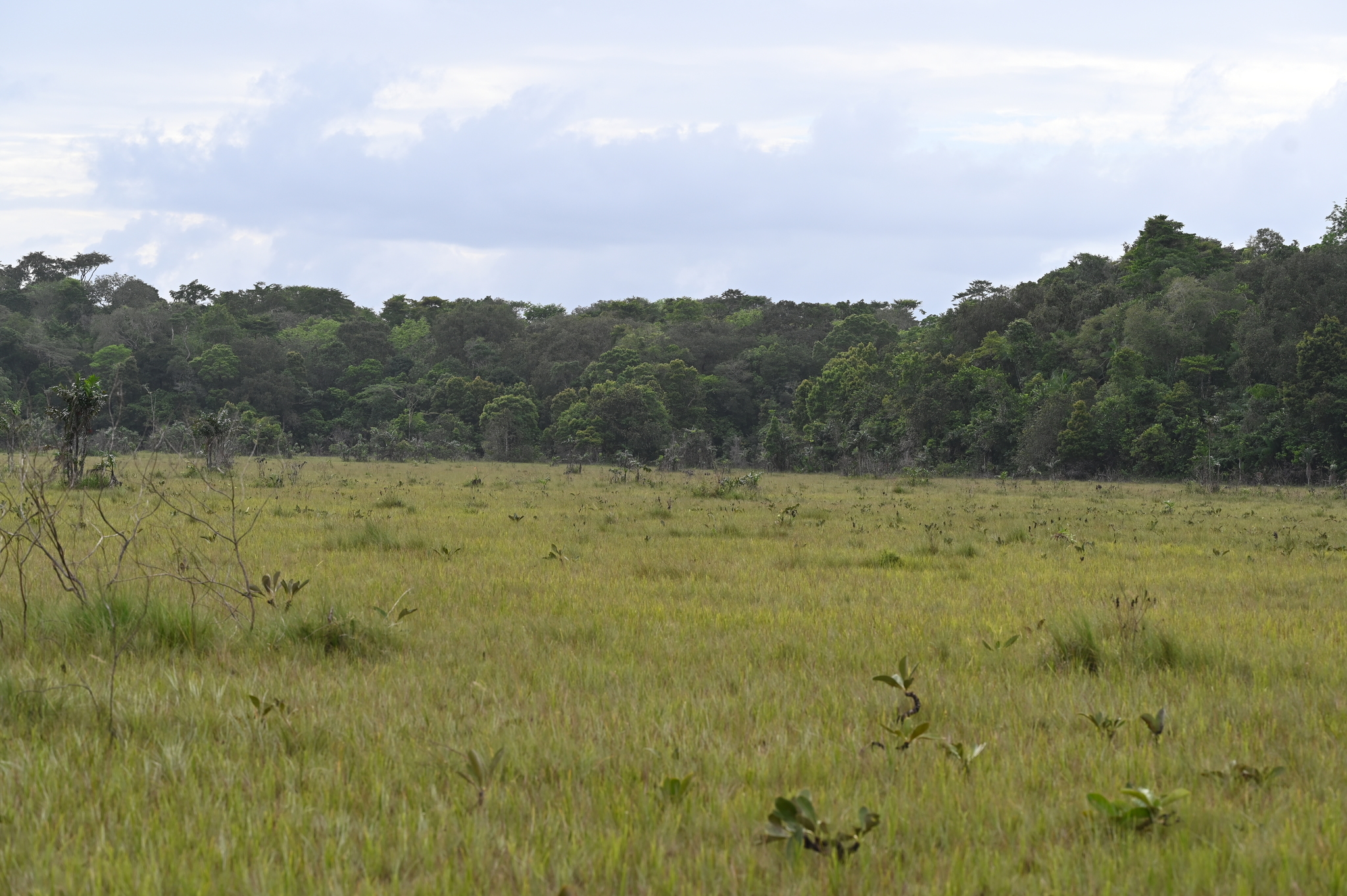 Imagem de Murici do campo