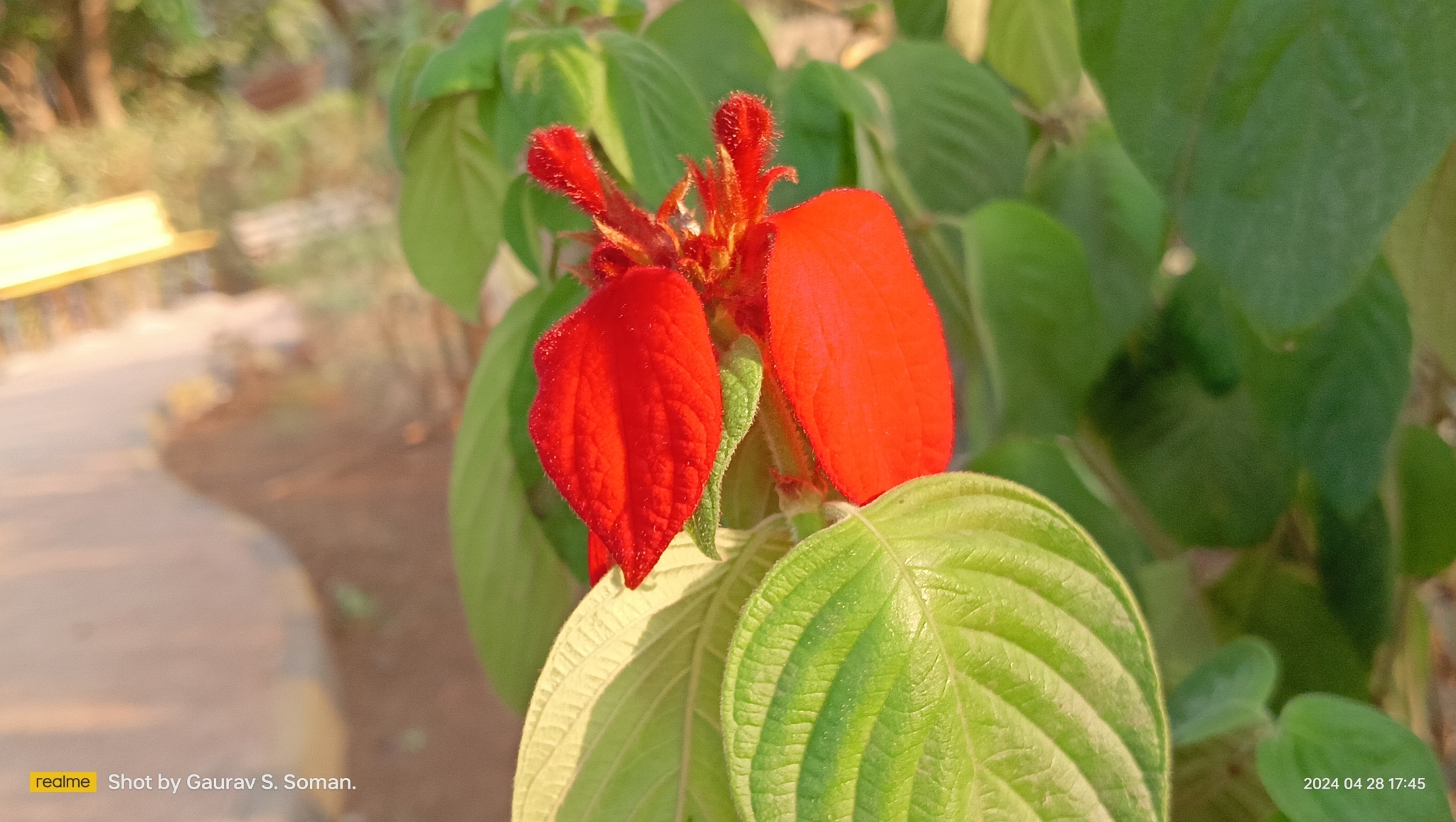 Imagem de Mussaenda-vermelha