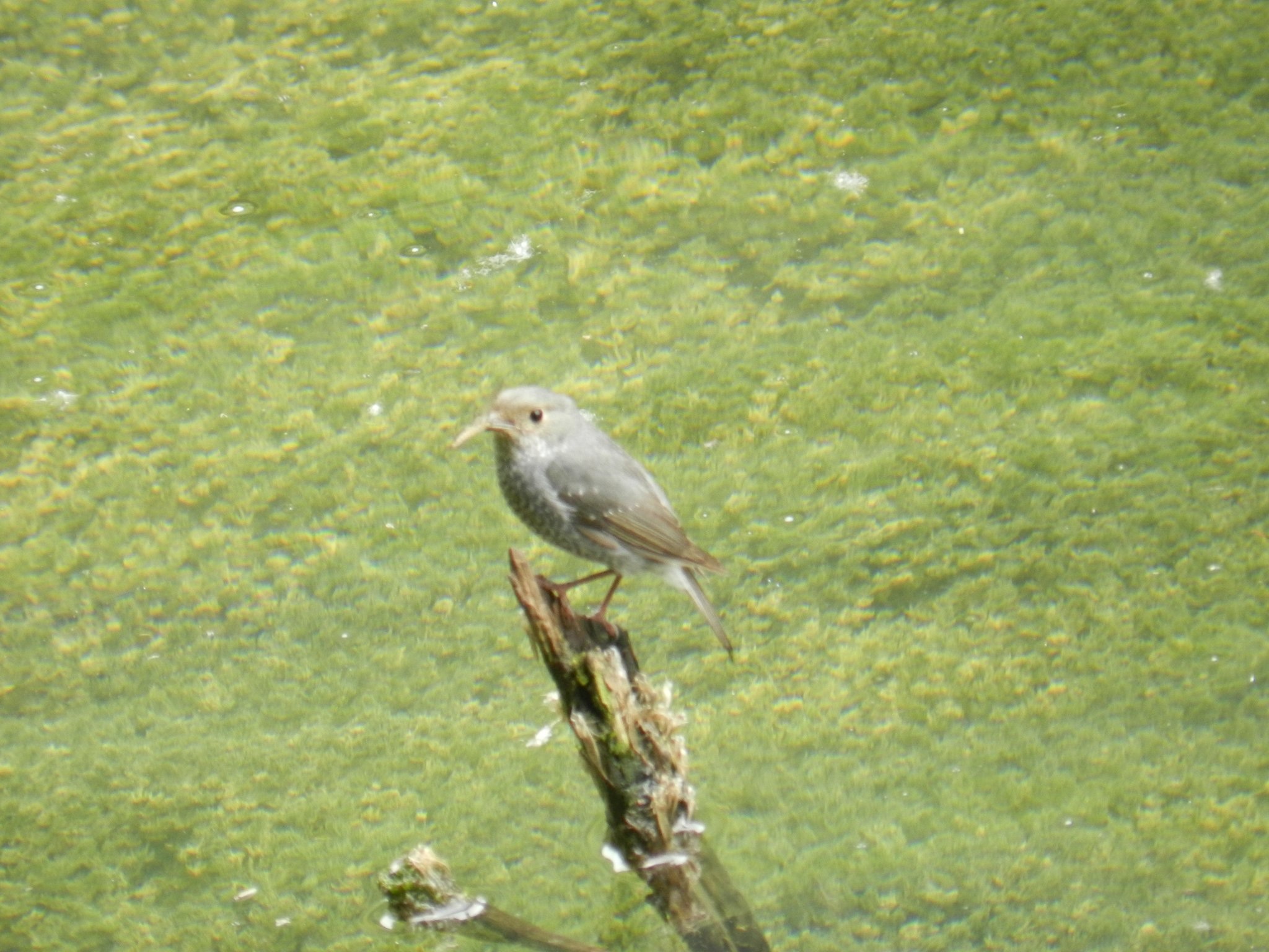 Plumbeous Water Redstart