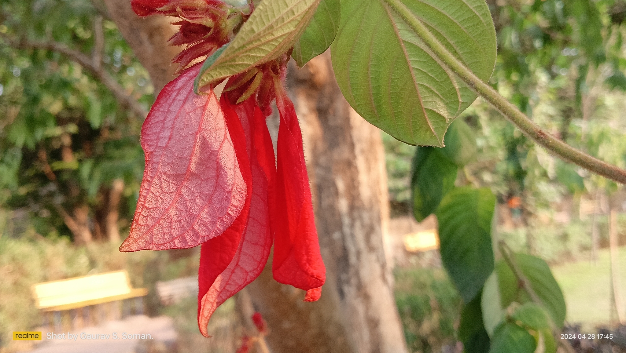 Imagem de Mussaenda-vermelha