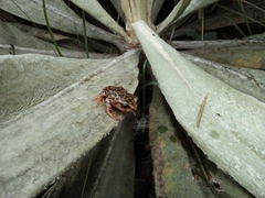 Pristimantis affinis