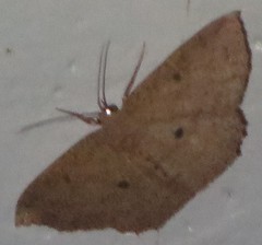 Cyclophora myrtaria