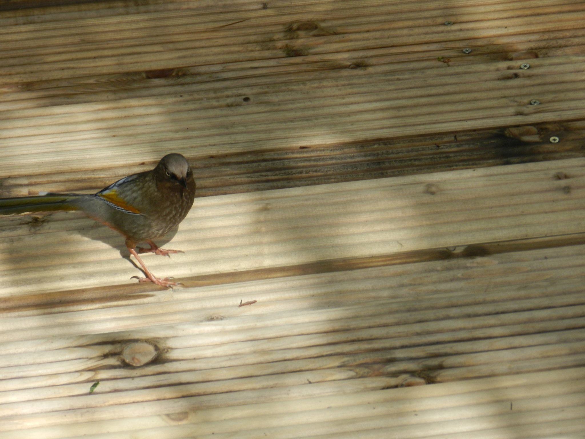 Elliot's Laughingthrush