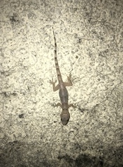 Hemidactylus mabouia