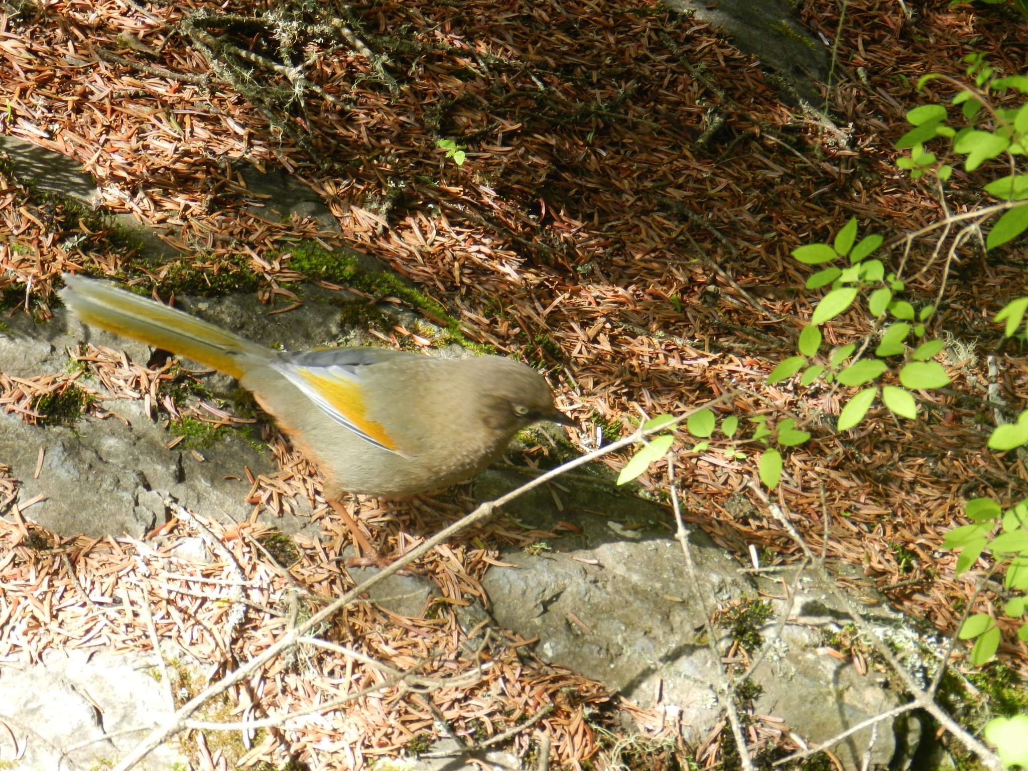 Elliot's Laughingthrush