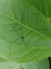 Leiobunum viridorsum