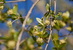 Terminalia australis