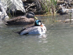 Anas platyrhynchos × Mareca americana
