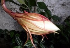 Epiphyllum oxypetalum