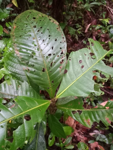 Duroia amapana
