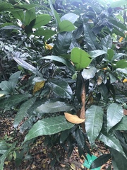 Magnolia coco