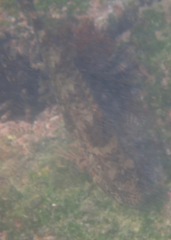 Paraclinus mexicanus