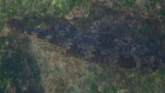 Paraclinus mexicanus