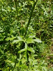 Polytaenia