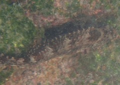 Paraclinus mexicanus