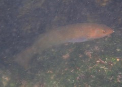 Halichoeres dispilus