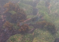 Halichoeres nicholsi