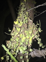 Peperomia cyclophylla