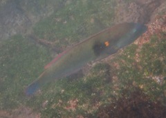 Halichoeres nicholsi