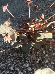 Claytonia rubra