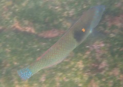Halichoeres nicholsi