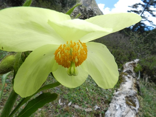 Meconopsis sulphurea