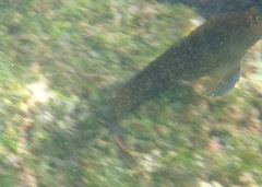 Ophioblennius steindachneri