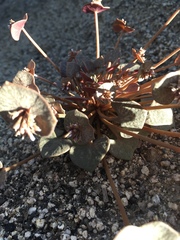 Claytonia rubra