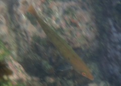 Halichoeres dispilus