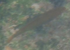 Halichoeres dispilus