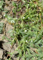 Plagiobothrys bracteatus