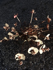 Claytonia rubra
