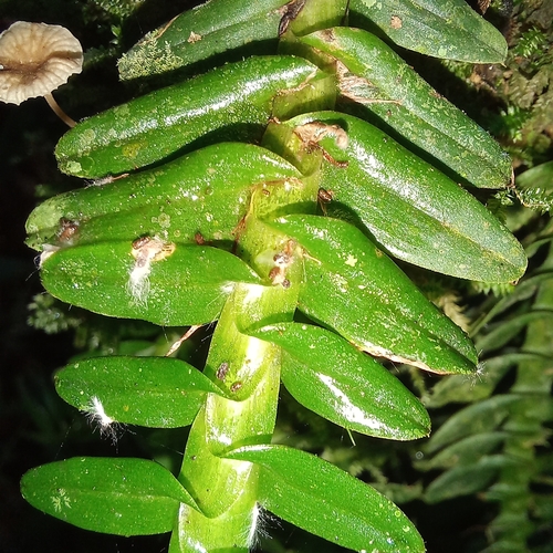 Image of Dichaea pendula by (c) Patrícia Mees, some rights reserved (CC BY)