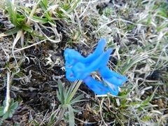 Corydalis pachycentra