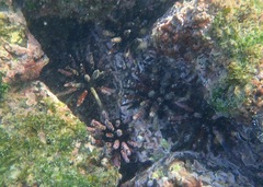 Eucidaris thouarsii